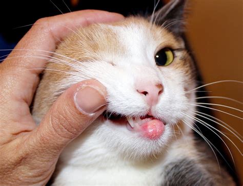 Causes And Treatment Of Rodent Ulcers In Cats Beaconpet
