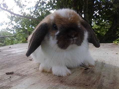 Holland Mini Lop Rabbits For Sale Manning Sc 144840
