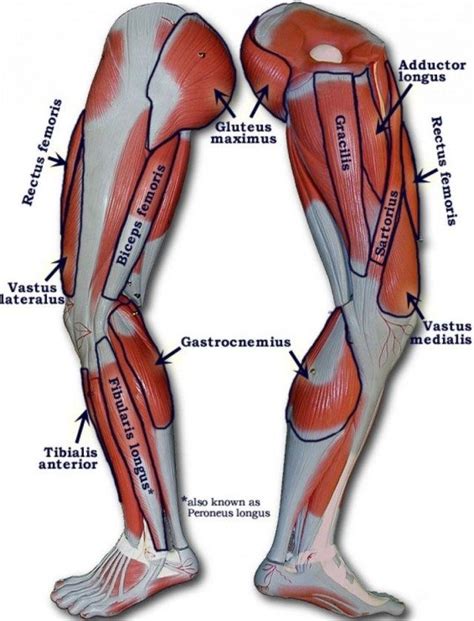 The single bone in the thigh is called the femur. Human Anatomy Leg Tendons . Human Anatomy Leg Tendons Leg ...