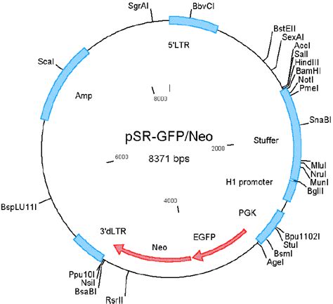 Psuperretroneogfp Psr Neogfp载体图谱质粒图谱、序列、价格、抗性、测序引物、大小等基本信息生物风载体