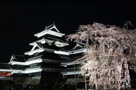 Matsumoto Castles Nighttime Cherry Blossoms And Other Places Around