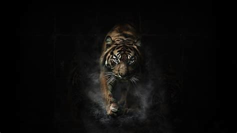Tiger Desktop Wallpapers Top Những Hình Ảnh Đẹp