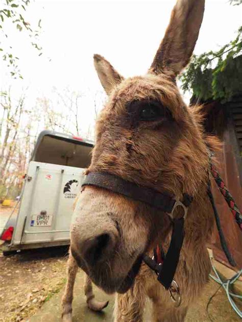 Abandoned Donkey In Romania Had Hooves So Long She Could Barely Walk