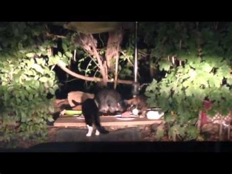 Elevated feeder keeps food out of the rain and discourages your dog from eating the cats' food! Feral cat feeding station - YouTube