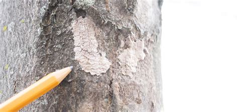 How To Identify And Remove Spotted Lanternfly Eggs