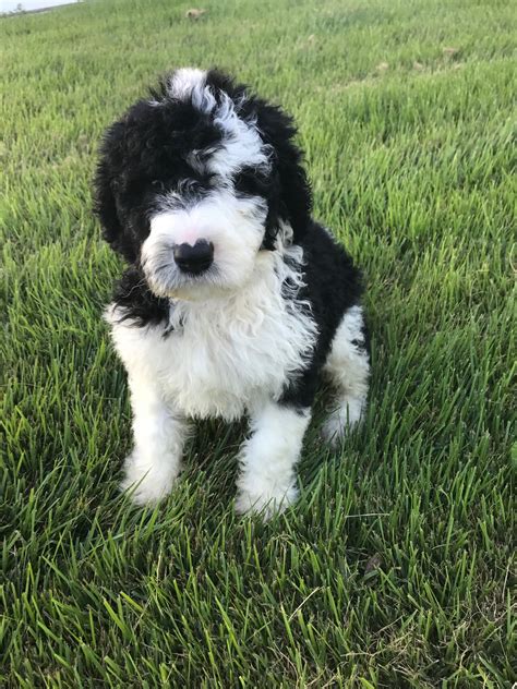 The american national standard institute issues ansi guidelines for many products and industries. Standard Sheepadoodle