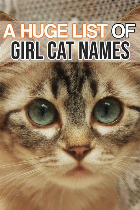 Hier Ist Eine Riesige Liste Von Katzennamen Für Ihr Tolles Kätzchen