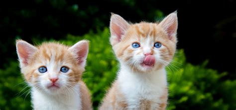 两只可爱小猫表情眼神黄色的猫咪桌面壁纸 动物壁纸 壁纸下载 彼岸桌面