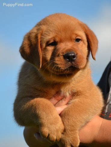 As a puppy, the goldador may look deceptively petite. Red fox Lab pupy | Lab puppies, Labrador retriever, Fox ...