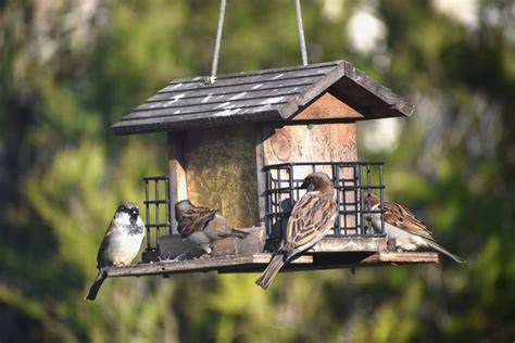 Comment Attirer Les Oiseaux Au Jardin 3 Astuces Faciles Mangeoire