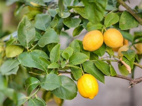 Fruit Trees Types How To Plant How To Prune Hgtv