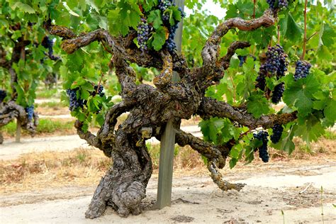 See more ideas about grape vines, vines, grapes. 100 year old wine grape | Zinfandel, Wine variety, Vines