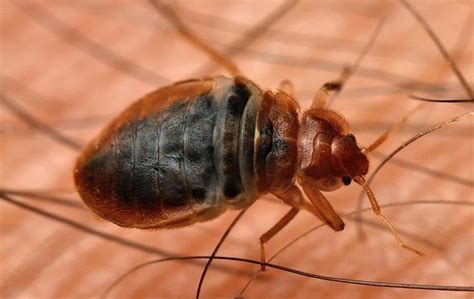 Blog Is It Dangerous To Have Bed Bugs In My Houston Home