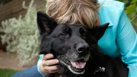 The Joy Of Adopting An Older Dog Dogsage