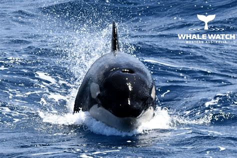 Why Do Killer Whales Spyhop 20220 Whale Tales