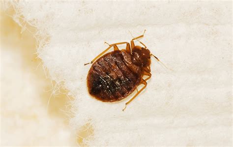 Bed Bugs A Guide To Bed Bug Identification Control And Prevention
