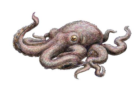 Octopus By Skyjaguar On Deviantart Octopus Animal Art Art