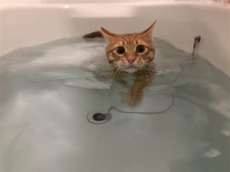お風呂で猫かき？！風呂好き猫さんが湯船の中でスーイスイ おたくま経済新聞