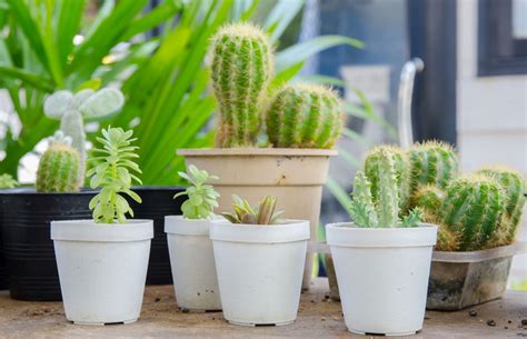 A Comprehensive List Of Desert Plants No One Ever Gave You