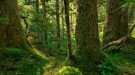 Why We Need To Protect Old Growth Forests Environment 911