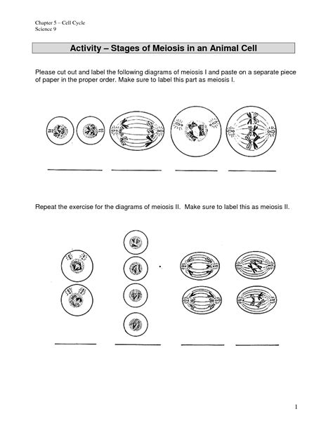 Phases Of Meiosis Worksheets Answers