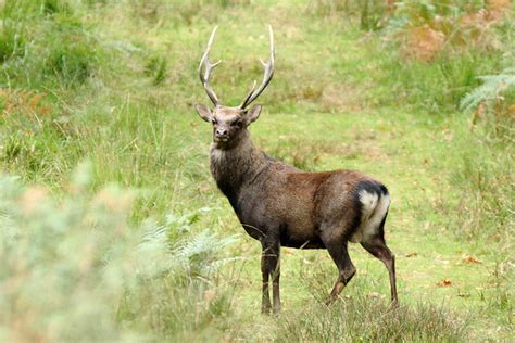 Sika Deer Stag Flickr Photo Sharing