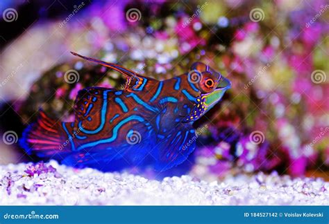 Synchiropus Splendidus The Mandarin Fish One Of The Most Colorful