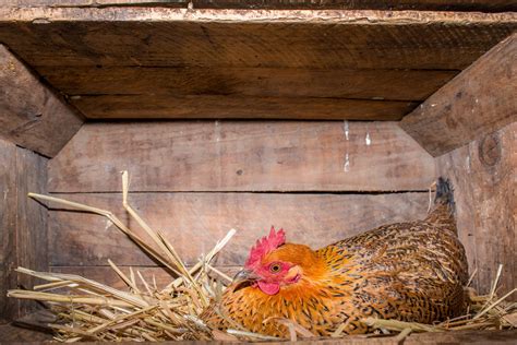Wondering what are the best egg laying chickens? How to Get Hens to Lay Eggs in Nest Boxes