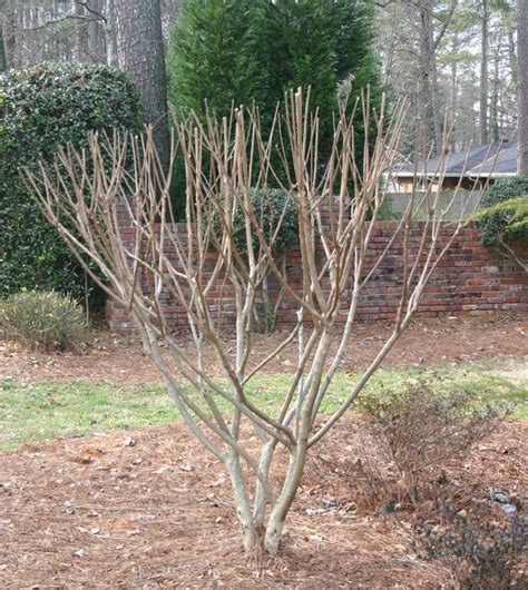 Crapemyrtle Correcting A Poorly Pruned One Walter Reeves The