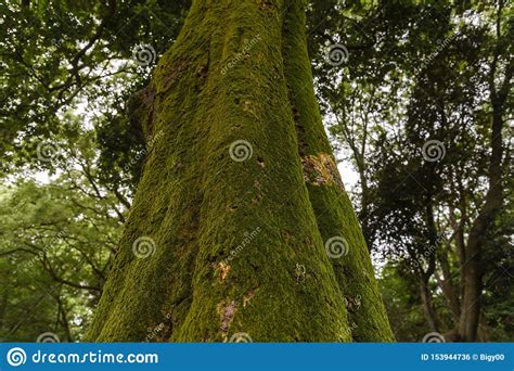 Green Moss Growing On Tree Trunk In Rain Forest Tree Bark With Green