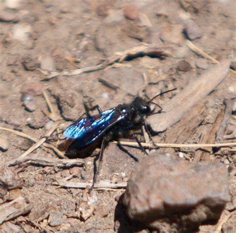 Identify Black Flying Bug