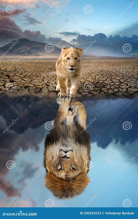 Lion Cub Royalty Free Stock Image Cartoondealer