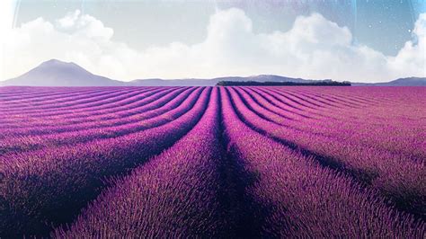 Lavender Fields Wallpaper 4k Lavender Farm Landscape Planet