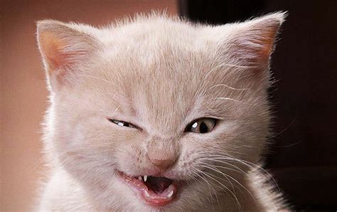 Laughing Cat Blank Template Imgflip