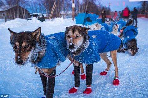 Breathtaking Photographs Capture Alaskas Legendary Iditarod Sled Dog
