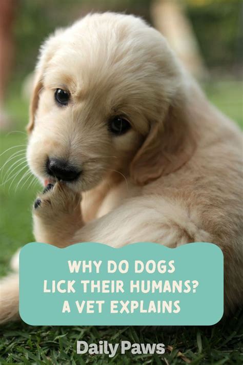 Why Do Dogs Lick Their Humans A Vet Explains Why Do Dogs Lick Dogs