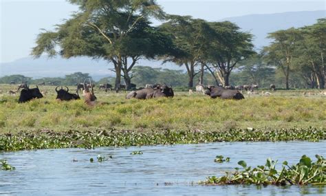 Naivasha (nakuru ) , kenya on map. Lake Naivasha - Jenman African Safaris