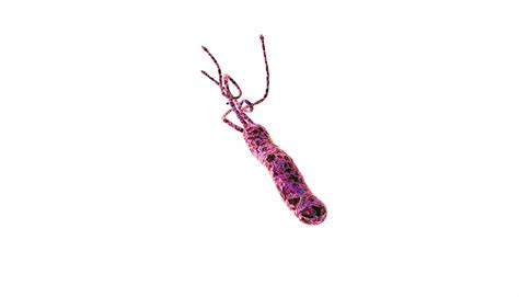 Video Of H Pylori Swimming In Broth Offers Clues About Ulcers Futurity