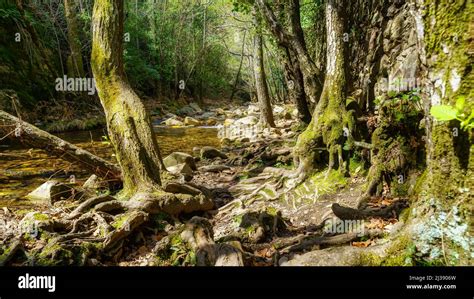 Mossy Branch In The River Hi Res Stock Photography And Images Alamy