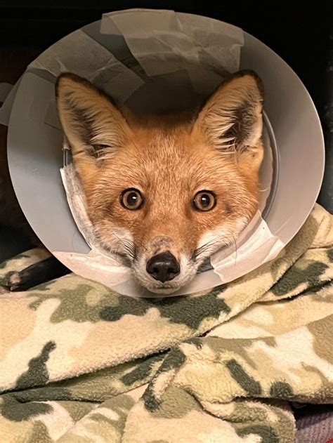 Fox That Impaled Leg Treated At Lake Metroparks Wildlife Center News