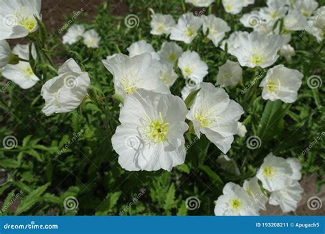 Flores Brancas Delicadas De Oenothera Speciosa Imagem De Stock Imagem