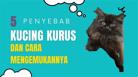 5 Penyebab Kucing Kurus Dan Cara Mengemukkannya Youtube