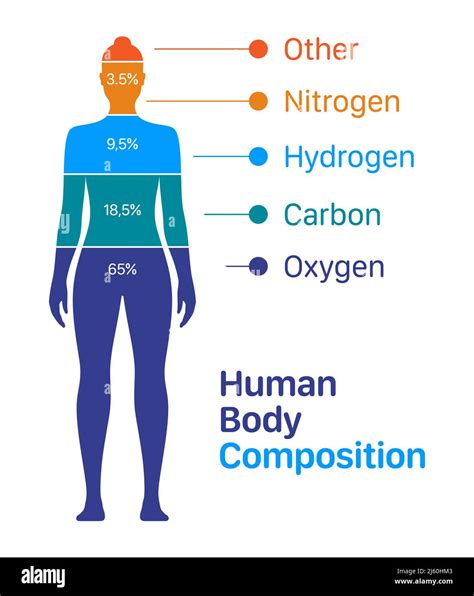 Woman Body Composition Chart Vector Illustration Percentage List Of