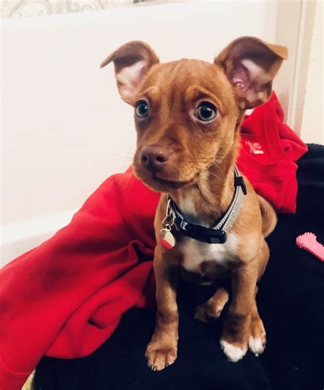 Miniature Pinscher Jack Russell Terrier Mix Mixrea