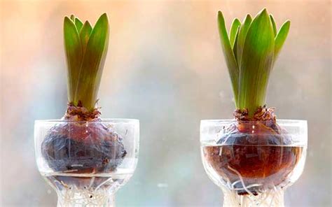 Cómo Cultivar Tulipanes En Agua Dale Detalles