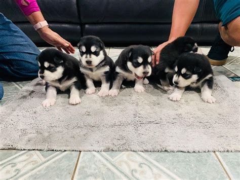 Alaskan Malamute Puppies For Sale Denton Tx 327719