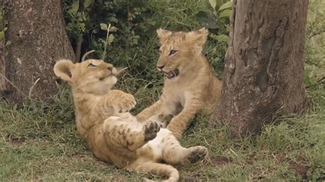 Playful Lion Cubs Make Mischief Big Cat Tales Lion After Playing