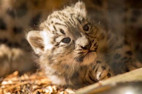 Gallery Litter Of Rare Snow Leopard Cubs Born At The Highland Wildlife
