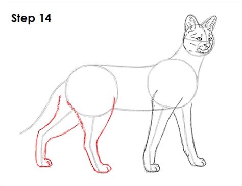 Sketch in the back of cat heading down to where the tail will be. How to Draw a Serval