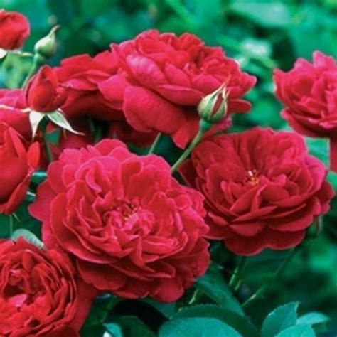 Garden Rose Darcey Red Bulk Wholesale Blooms By The Box